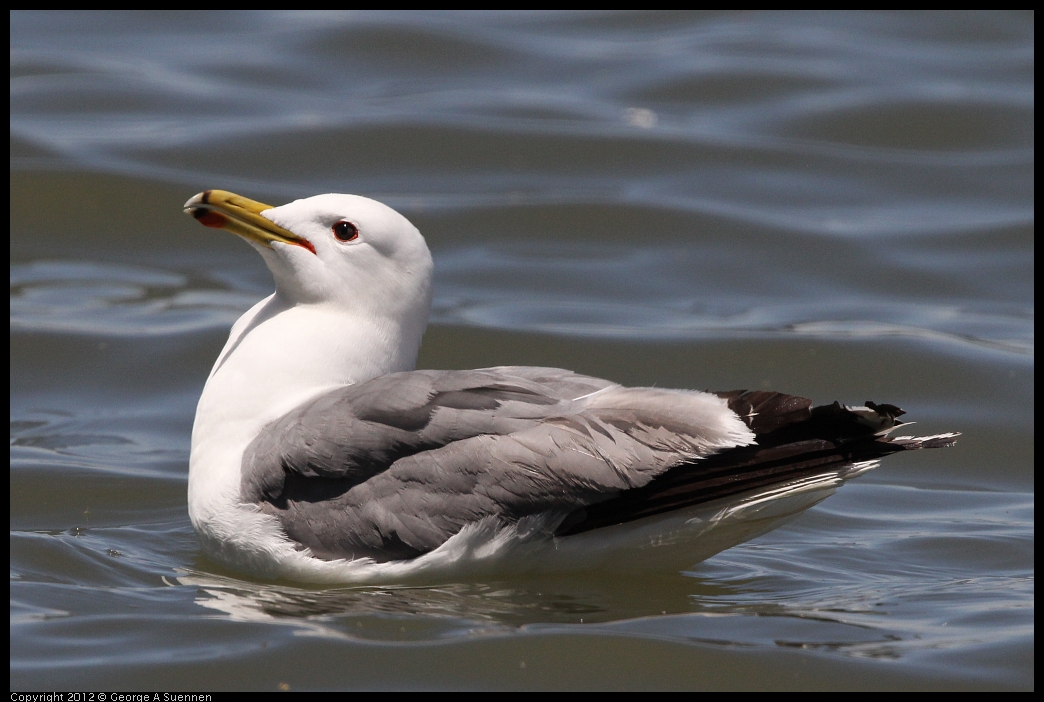 0602-121525-01.jpg - California Gull