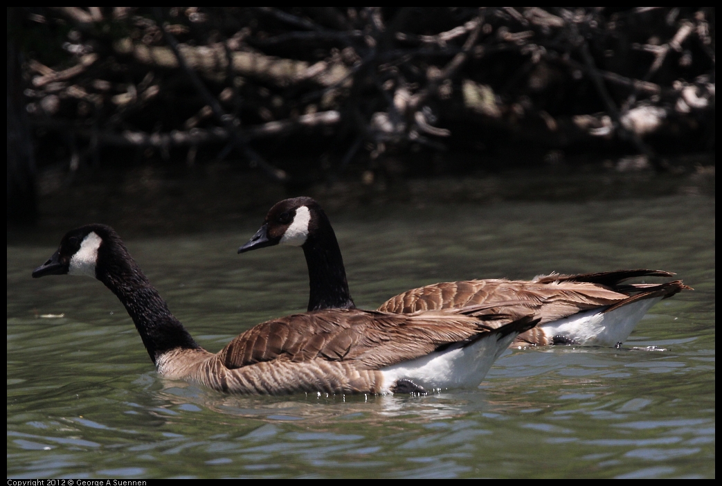 0602-121555-03.jpg - Canada Goose