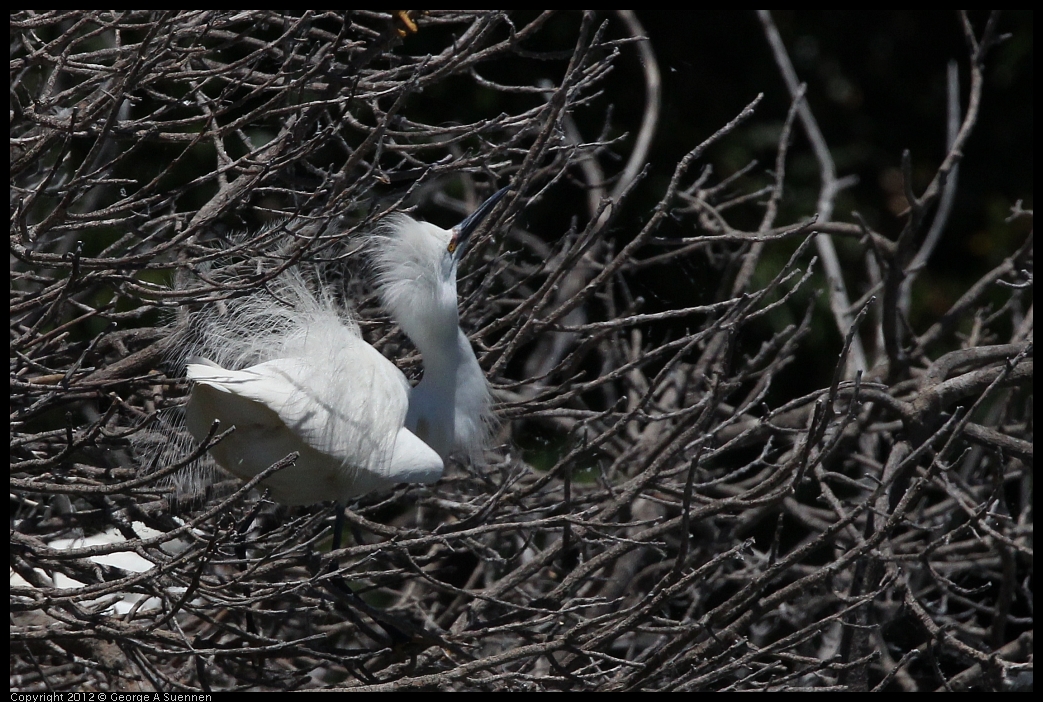 0602-121633-01.jpg - Snowy Egret