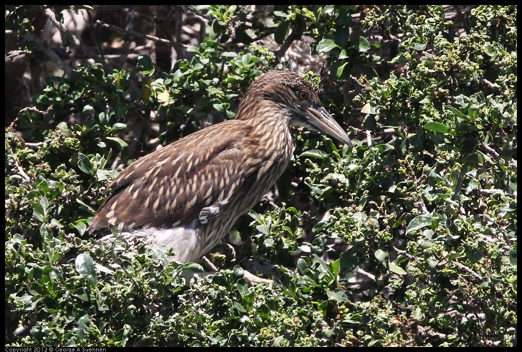 0602-121653-01.jpg - Black-crowned Night Heron Juvenile