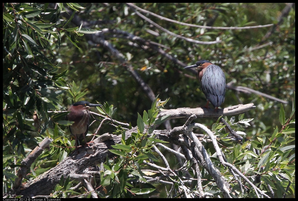 0602-121708-01.jpg - Green Heron