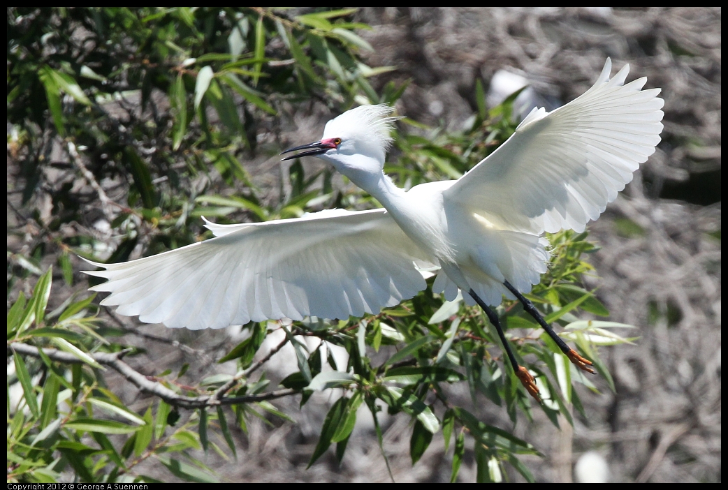 0602-121739-02.jpg - Snowy Egret