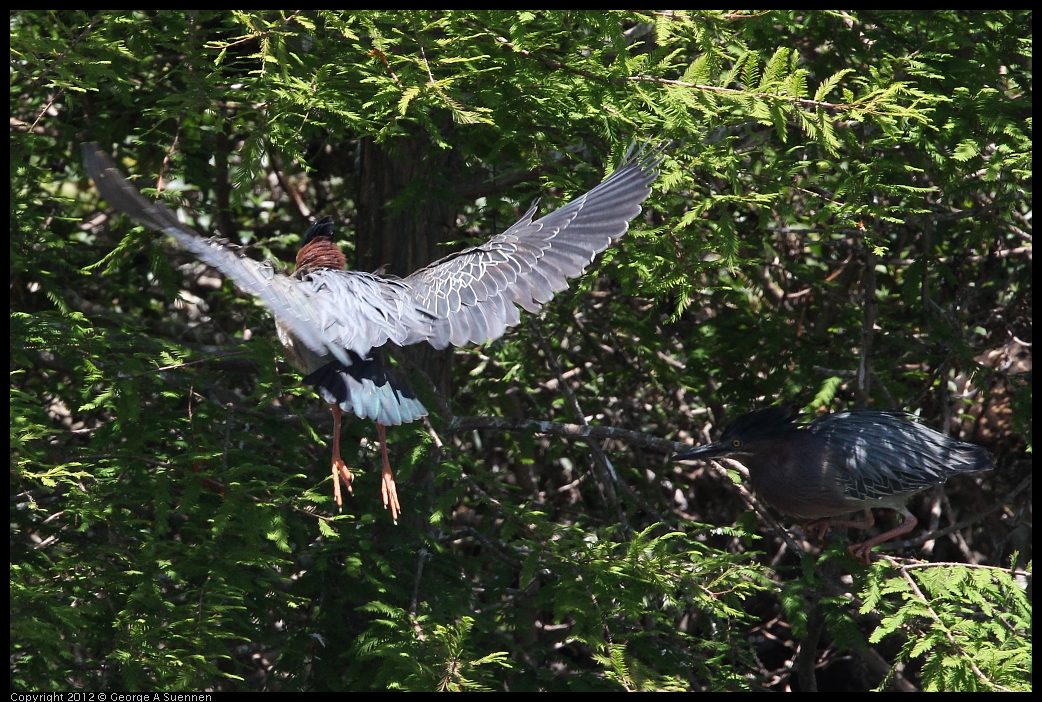 0602-121821-03.jpg - Green Heron