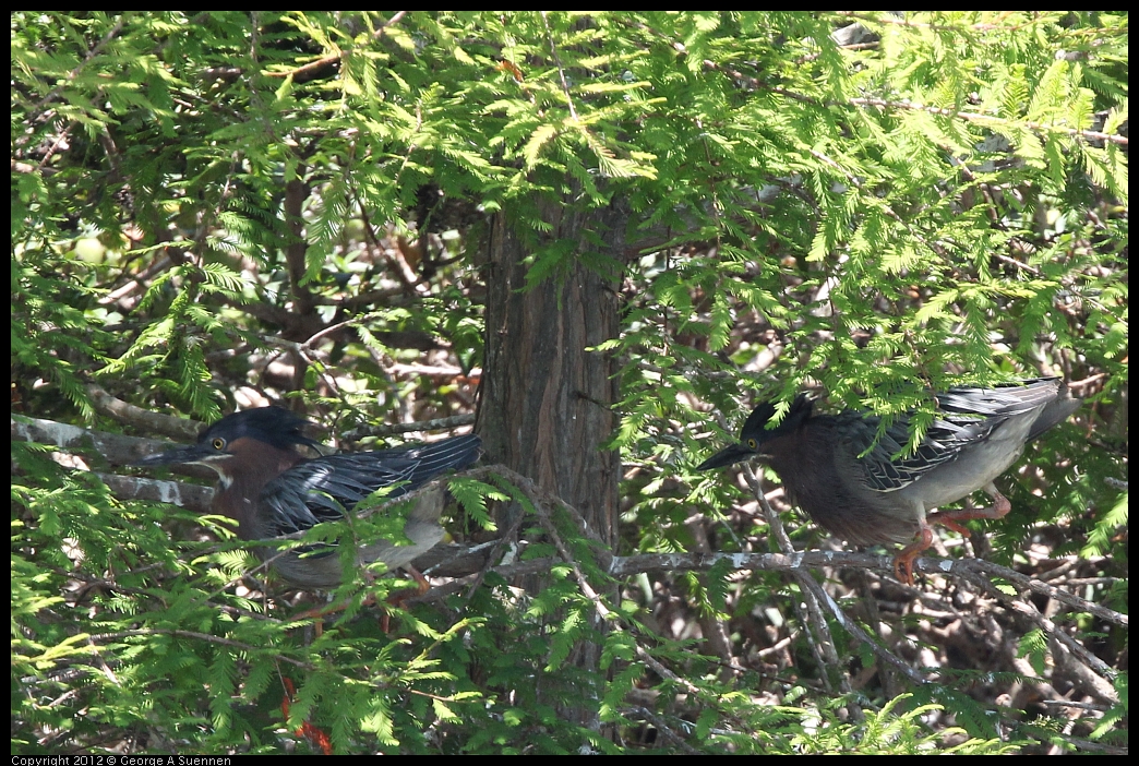 0602-121825-01.jpg - Green Heron