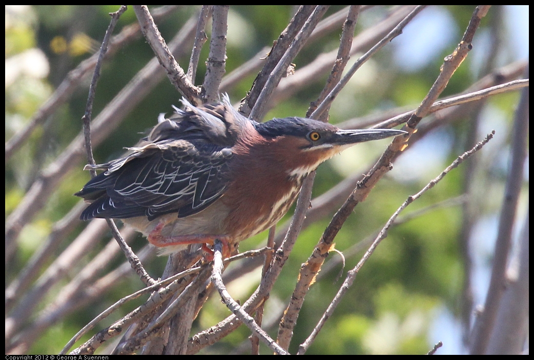 0602-121900-01.jpg - Green Heron