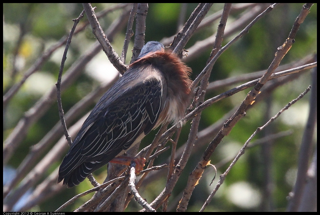 0602-121906-01.jpg - Green Heron