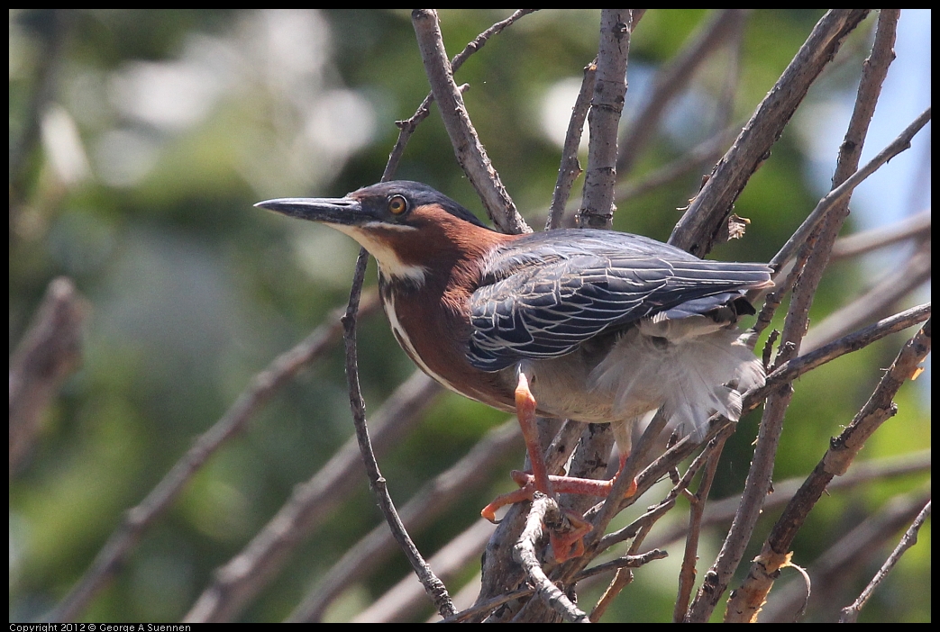 0602-121917-01.jpg - Green Heron