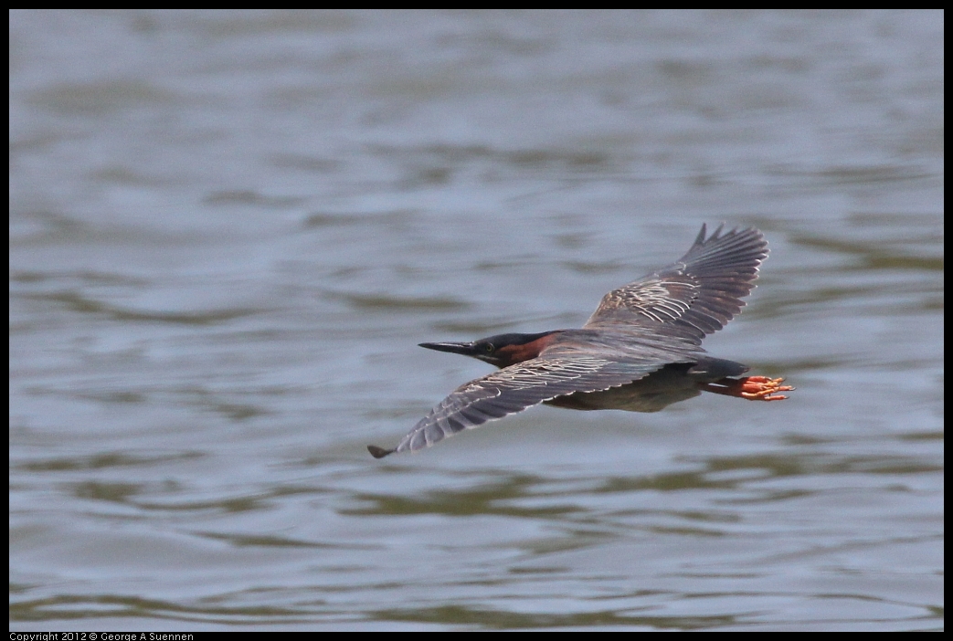 0602-121925-01.jpg - Green Heron