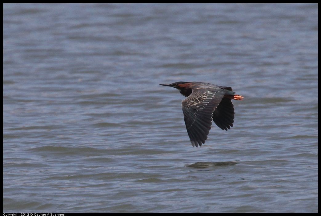 0602-121931-04.jpg - Green Heron