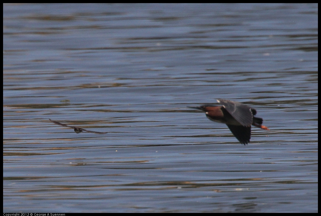 0602-121935-02.jpg - Green Heron