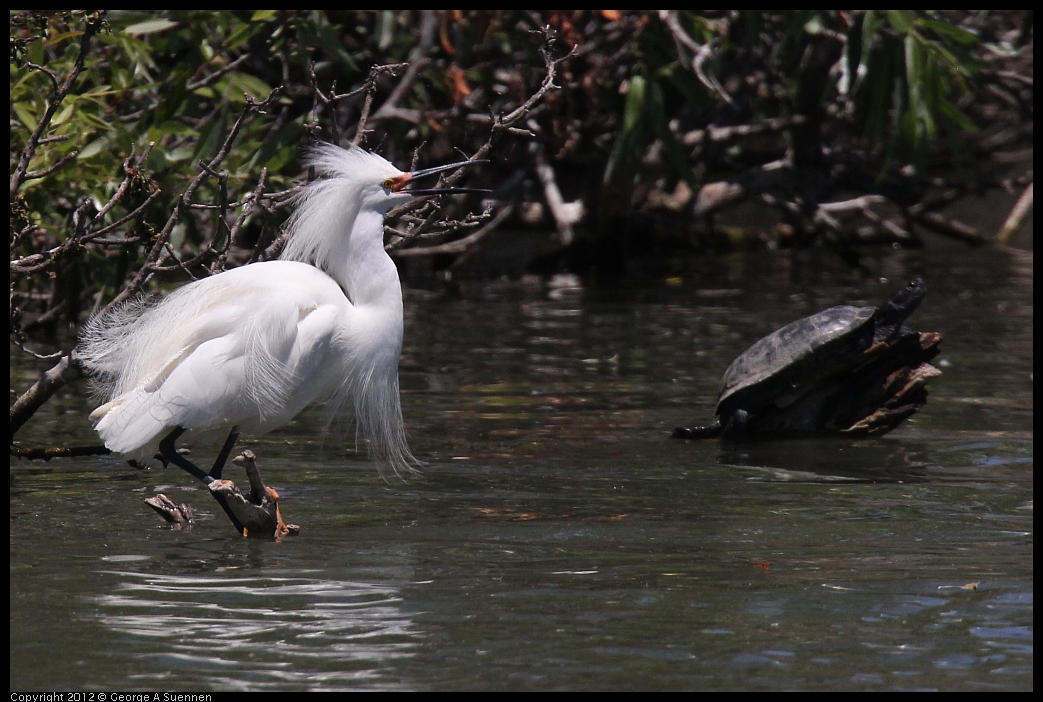 0602-122029-02.jpg - Snowy Egret