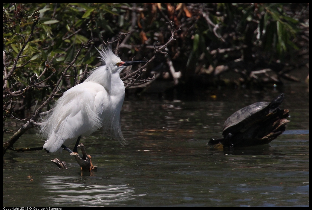 0602-122031-03.jpg - Snowy Egret