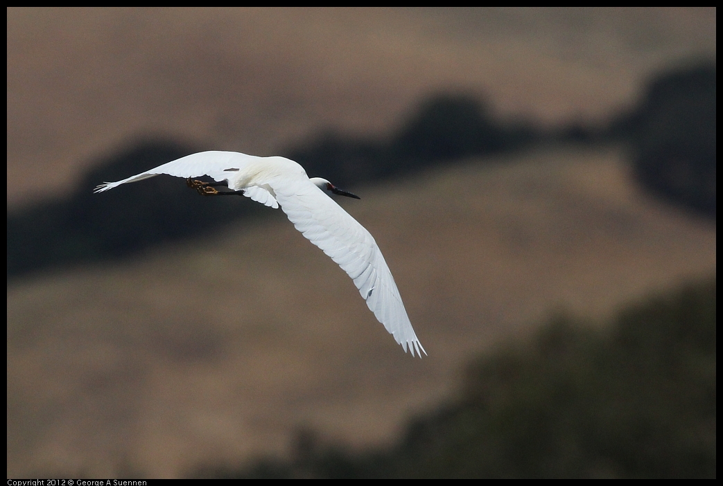 0602-122106-02.jpg - Snowy Egret