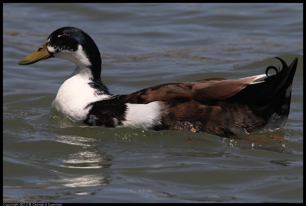 0602-122117-01.jpg - Mallard (Domestic/Hybrid?)