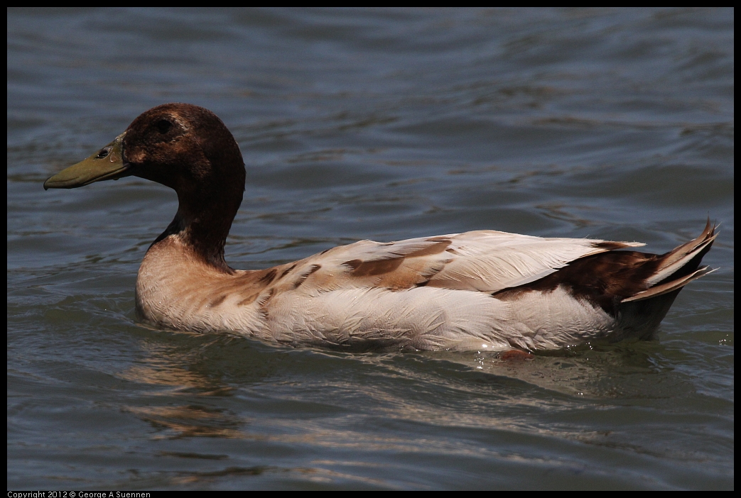 0602-122119-02.jpg - Mallard (Domestic/Hybrid?)