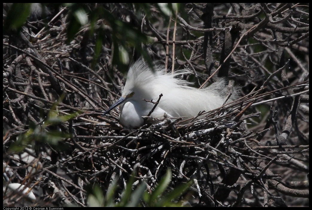 0602-122335-01.jpg - Snowy Egret