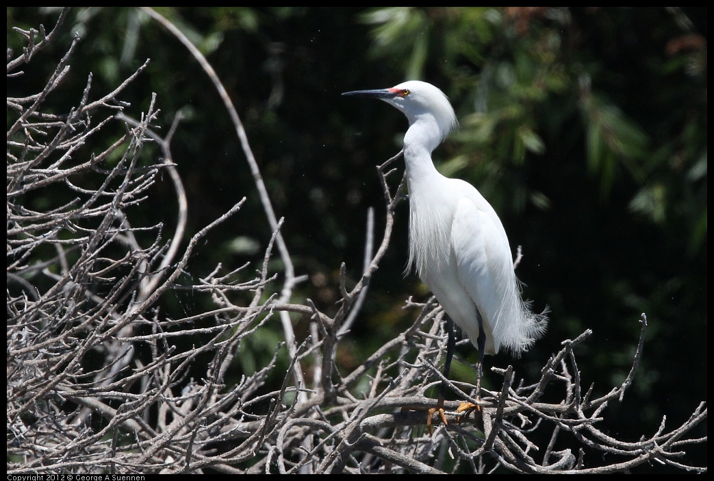 0602-122343-01.jpg - Snowy Egret