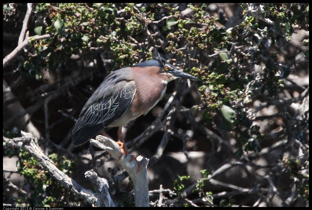 0602-122411-02.jpg - Green Heron