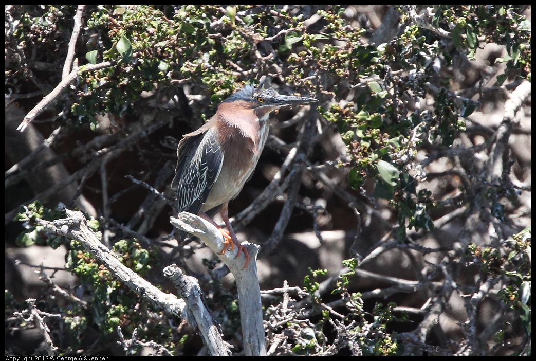 0602-122449-01.jpg - Green Heron