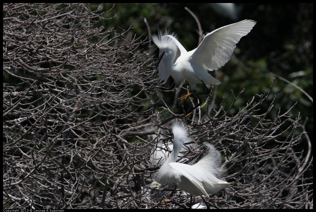 0602-122512-01.jpg - Snowy Egret