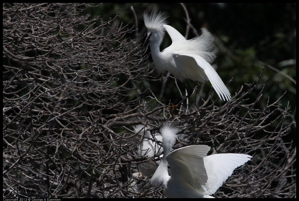 0602-122512-05.jpg - Snowy Egret