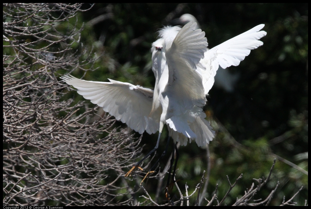 0602-122513-02.jpg - Snowy Egret