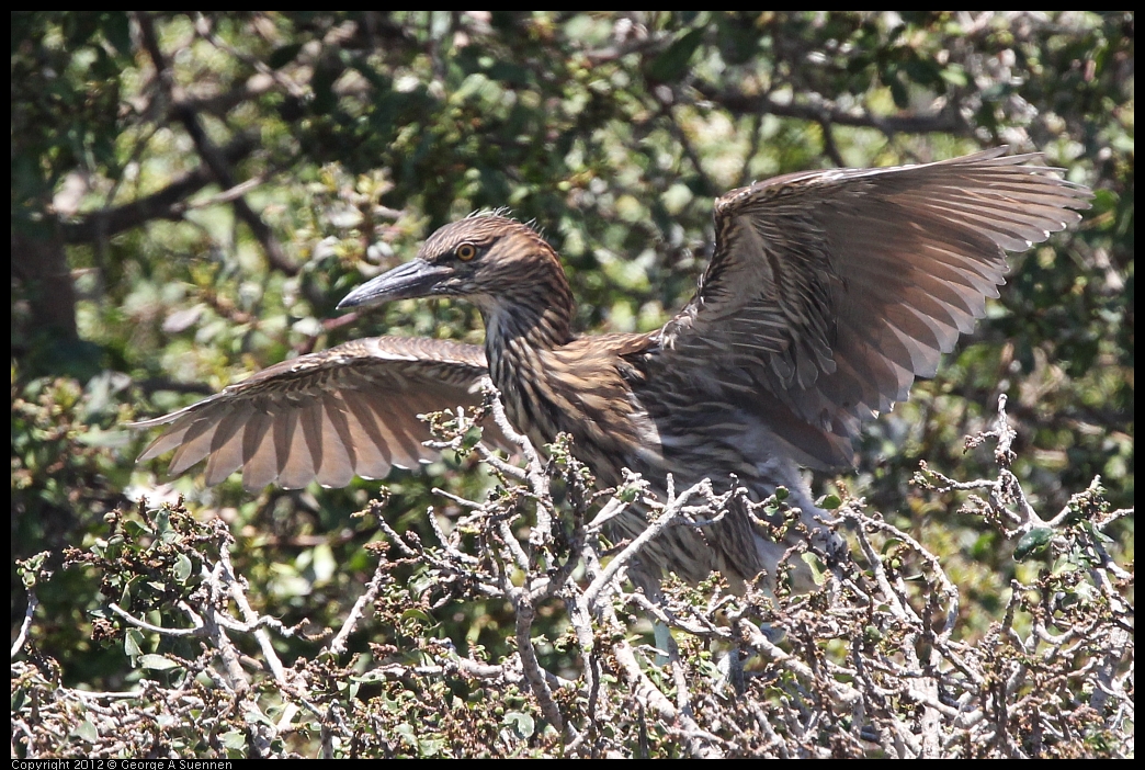 0602-122536-03.jpg - Black-crowned Night Heron Juvenile