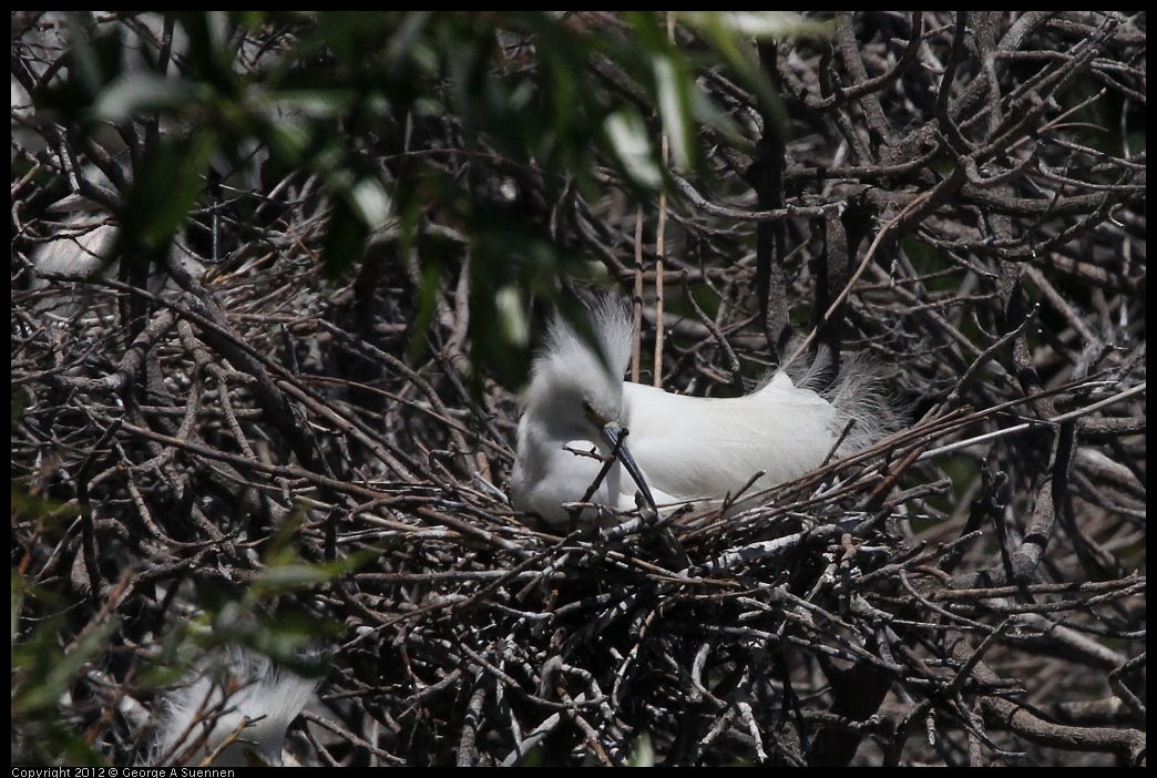 0602-122620-01.jpg - Snowy Egret