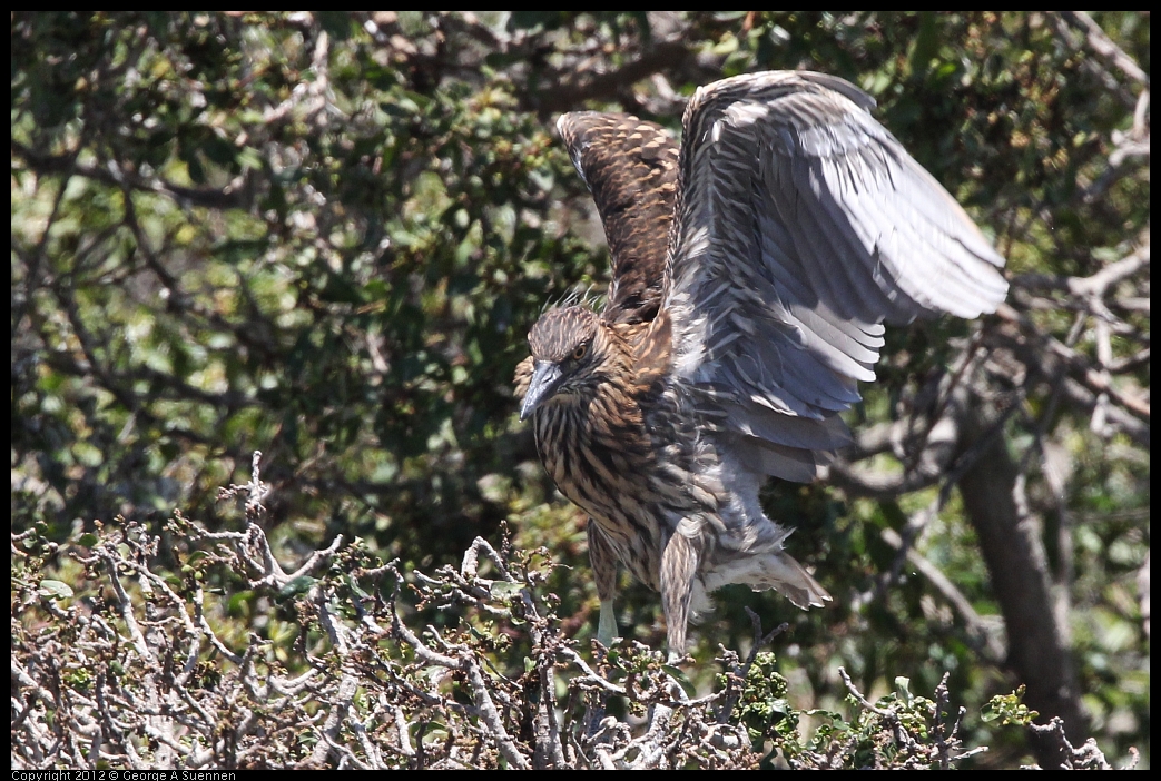 0602-122743-02.jpg - Black-crowned Night Heron Juvenile