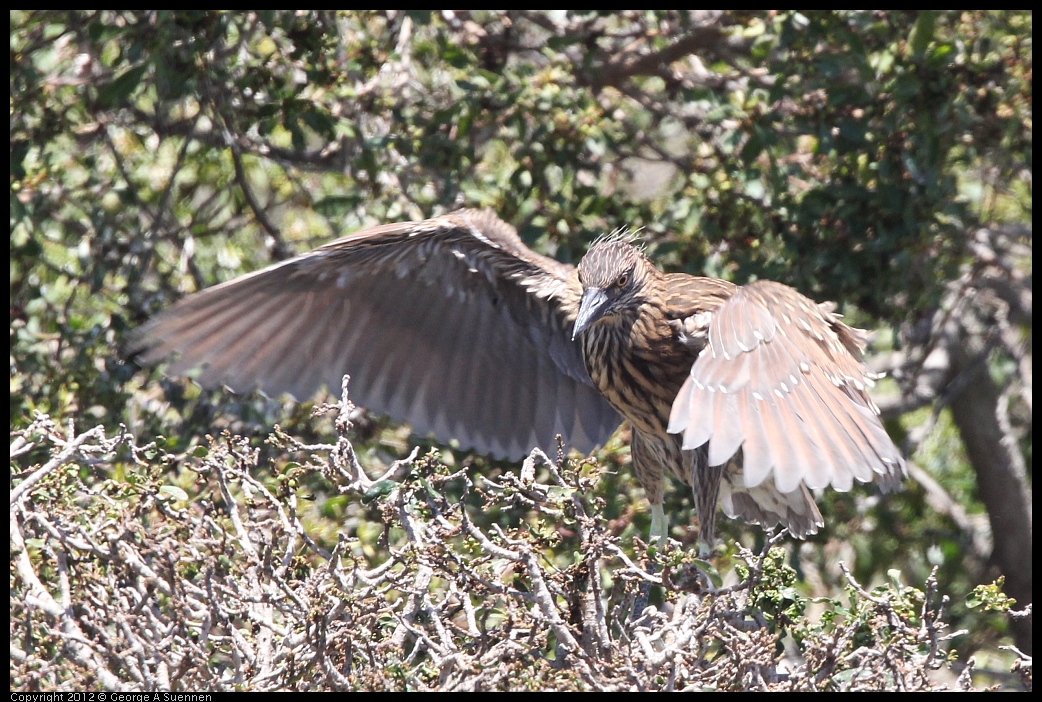 0602-122743-03.jpg - Black-crowned Night Heron Juvenile