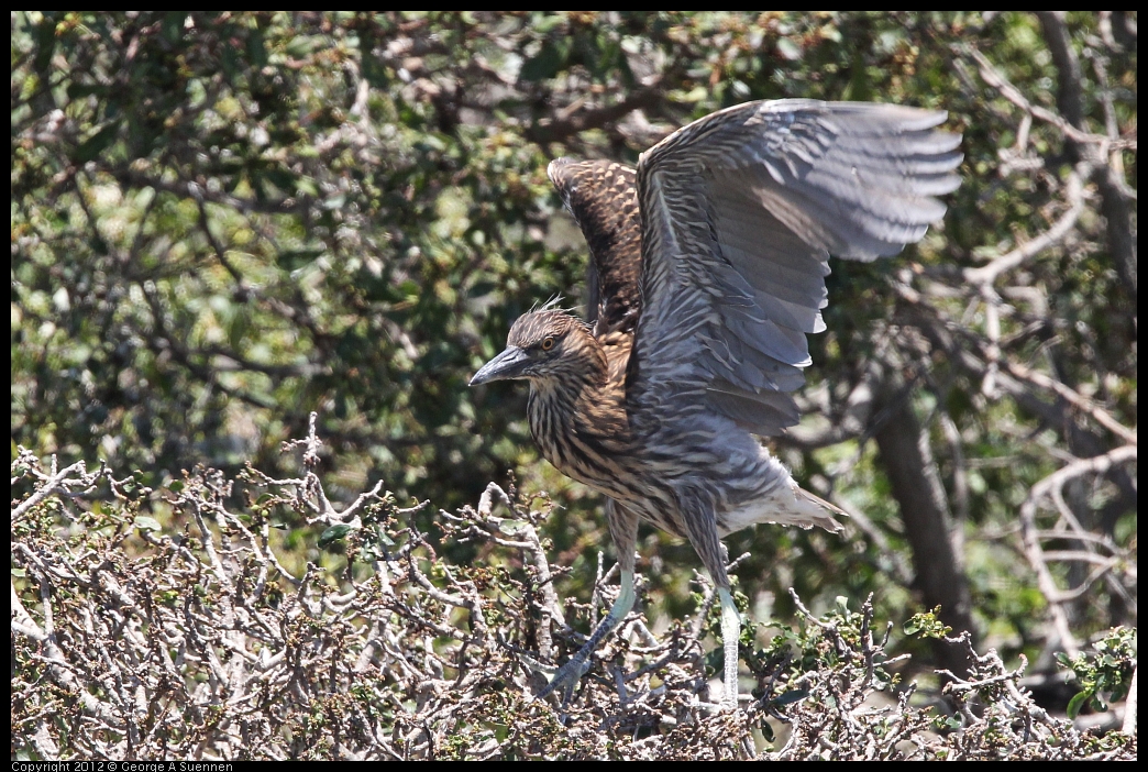 0602-122746-04.jpg - Black-crowned Night Heron Juvenile