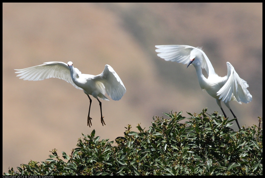 0602-122816-01.jpg - Snowy Egret