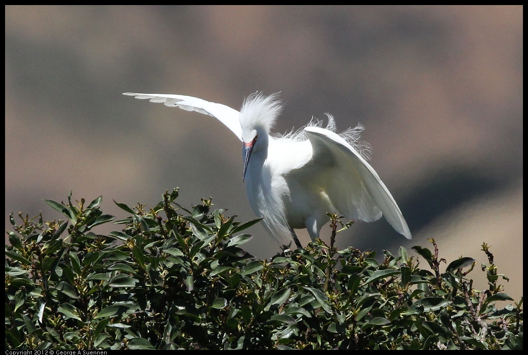 0602-122818-03.jpg - Snowy Egret