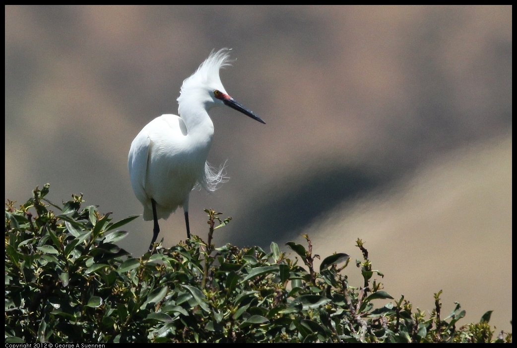 0602-122822-03.jpg - Snowy Egret