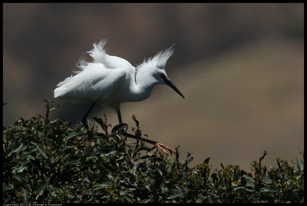 0602-122824-03.jpg - Snowy Egret