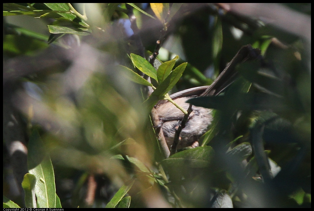 0606-075933-03.jpg - Bushtit (Id purposes only)