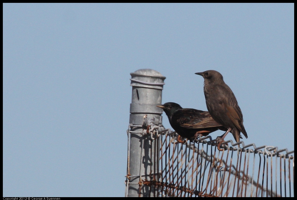 0606-082711-02.jpg - Starling (feeding young)