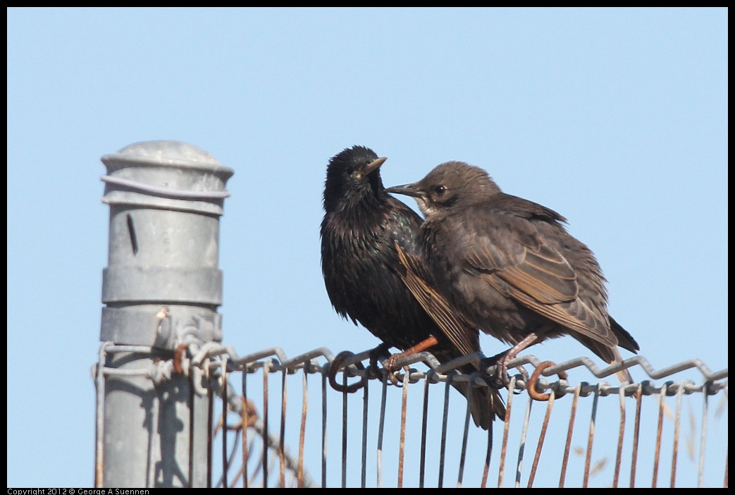 0606-082742-03.jpg - Starling (feeding young)