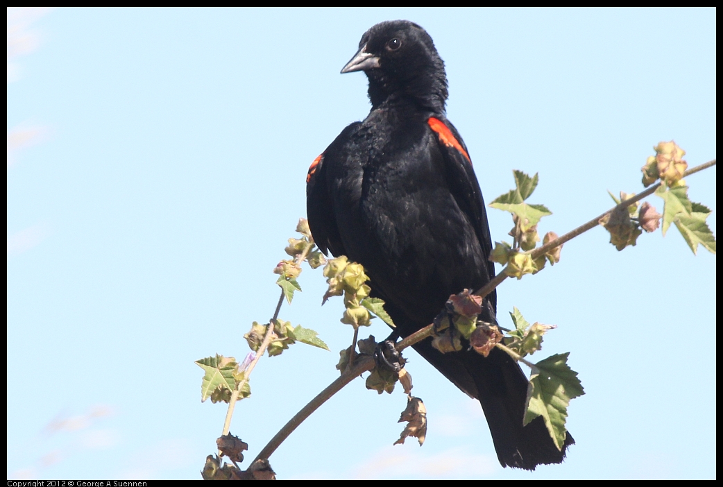 0606-082954-01.jpg - Red-winged Blackbird