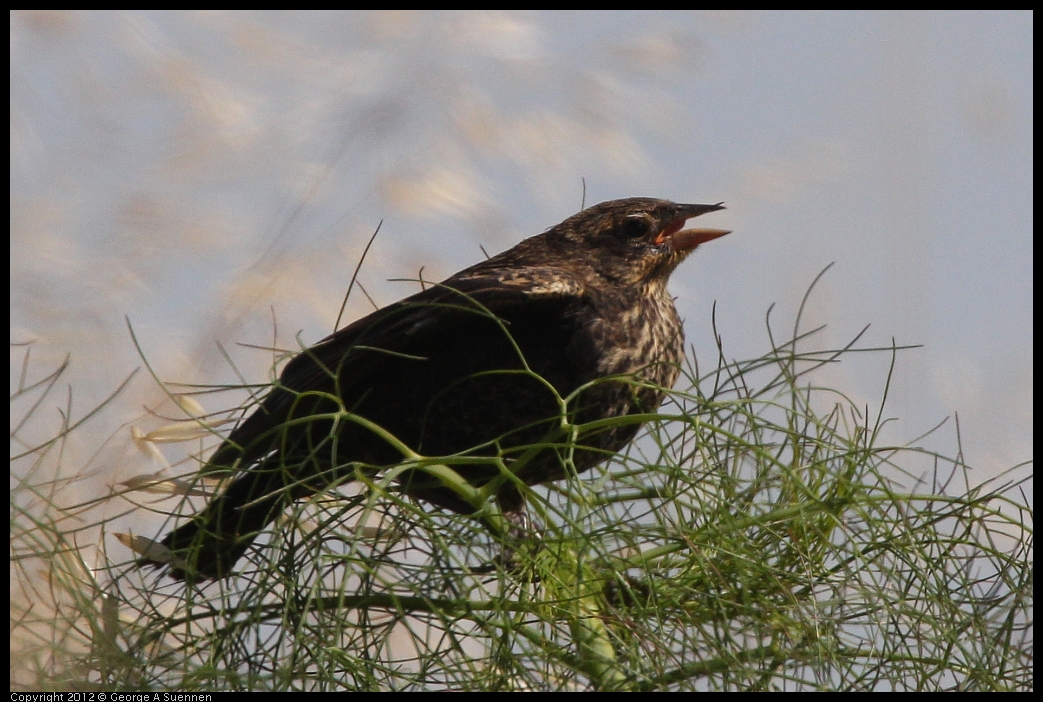 0606-083040-05.jpg - Red-winged Blackbird