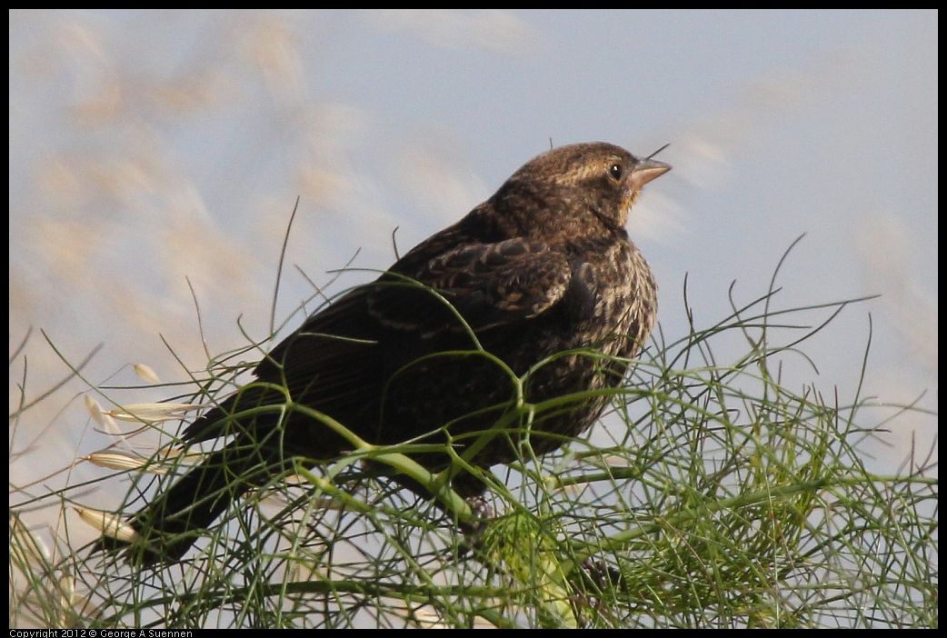 0606-083056-01.jpg - Red-winged Blackbird