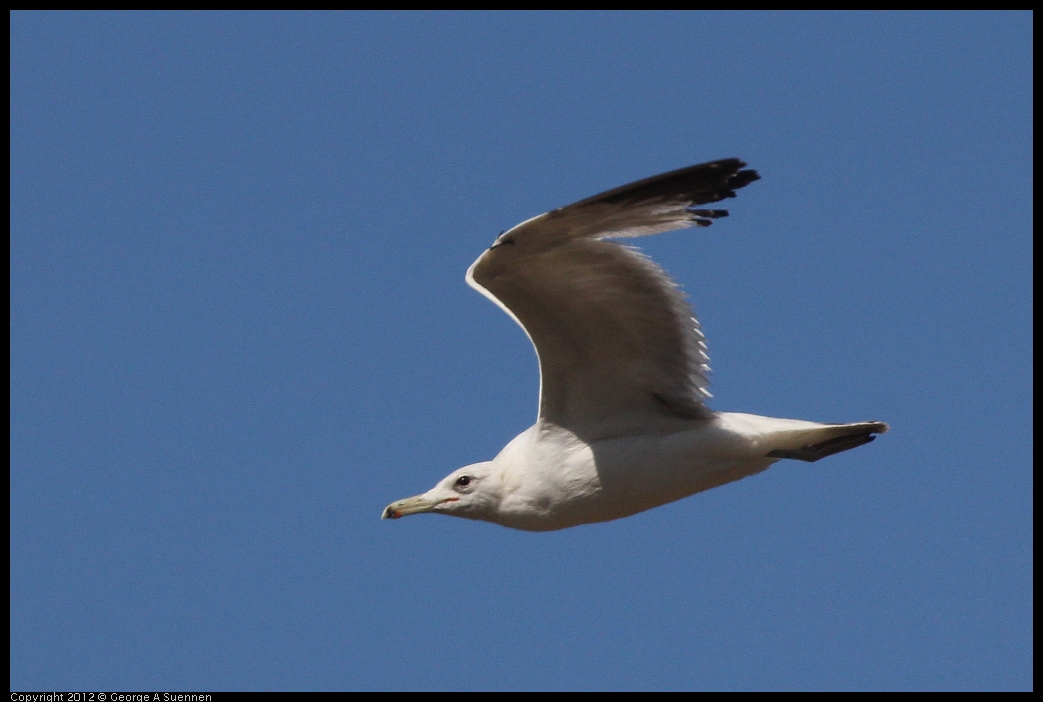 0606-083124-05.jpg - California Gull