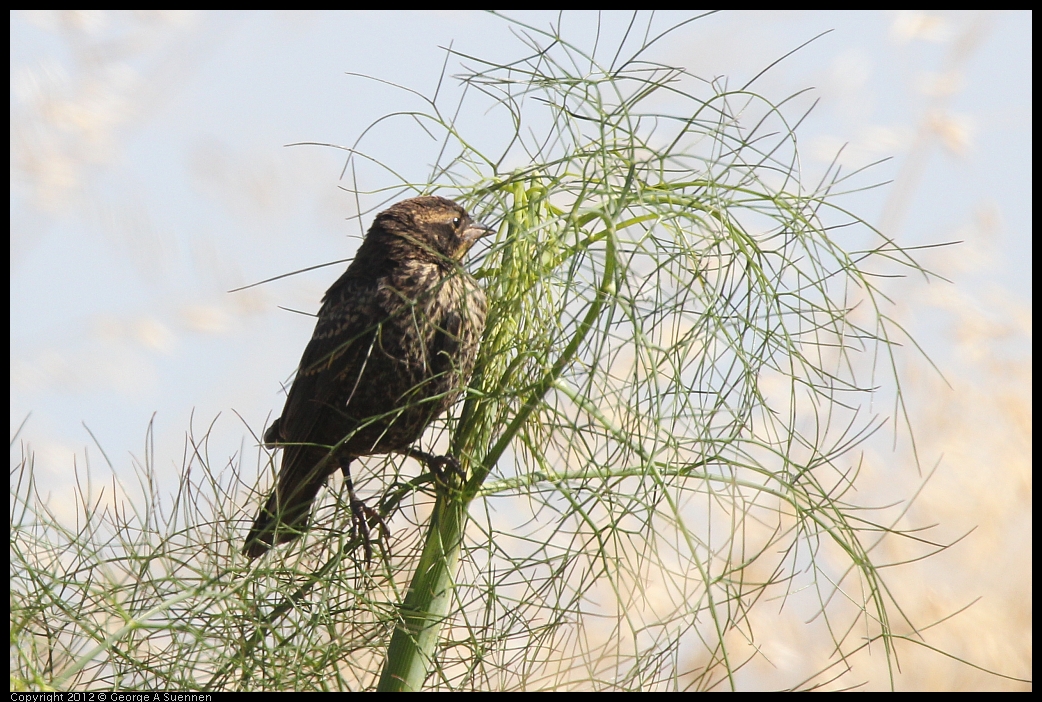 0606-083147-01.jpg - Red-winged Blackbird