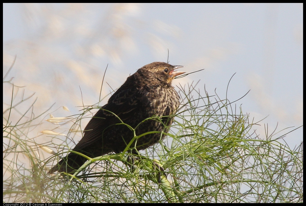 0606-083210-02.jpg - Red-winged Blackbird