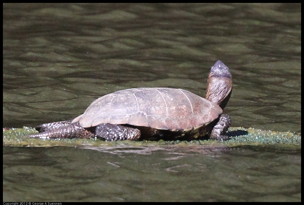 0607-080802-02.jpg - Turtle