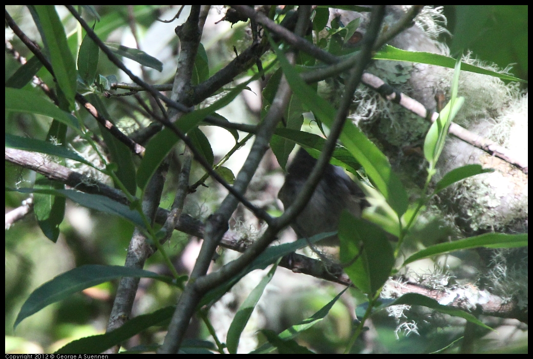 0607-081055-03.jpg - Chestnut-backed Chickadee (Id purposes only)