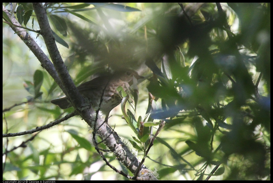 0607-081130-05.jpg - Swainson's Thrush