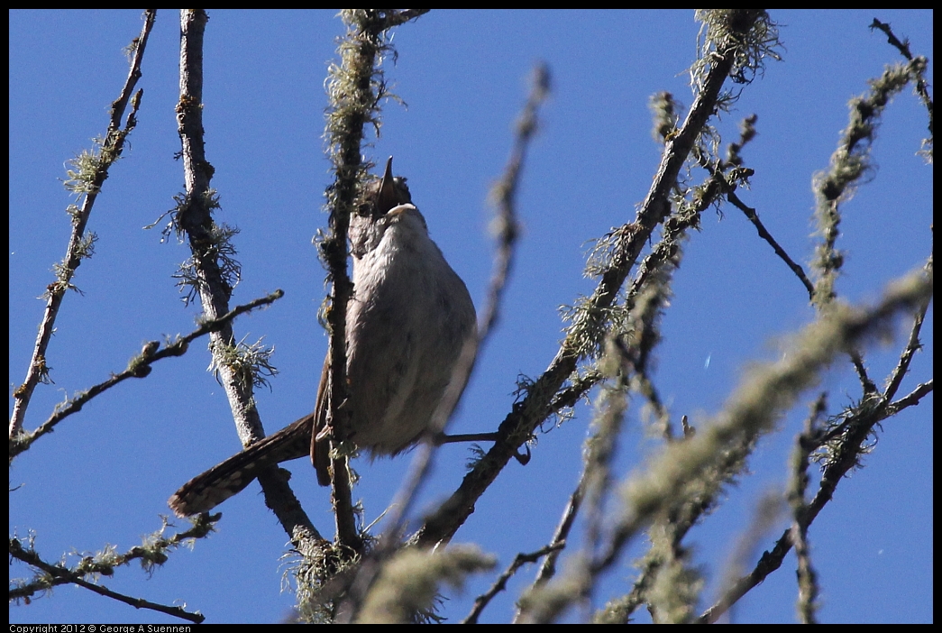 0607-082227-01.jpg - Bewick's Wren