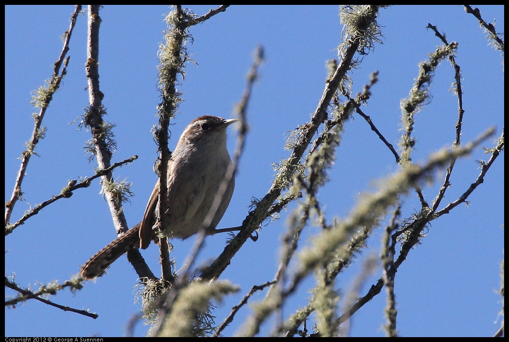 0607-082230-04.jpg - Bewick's Wren