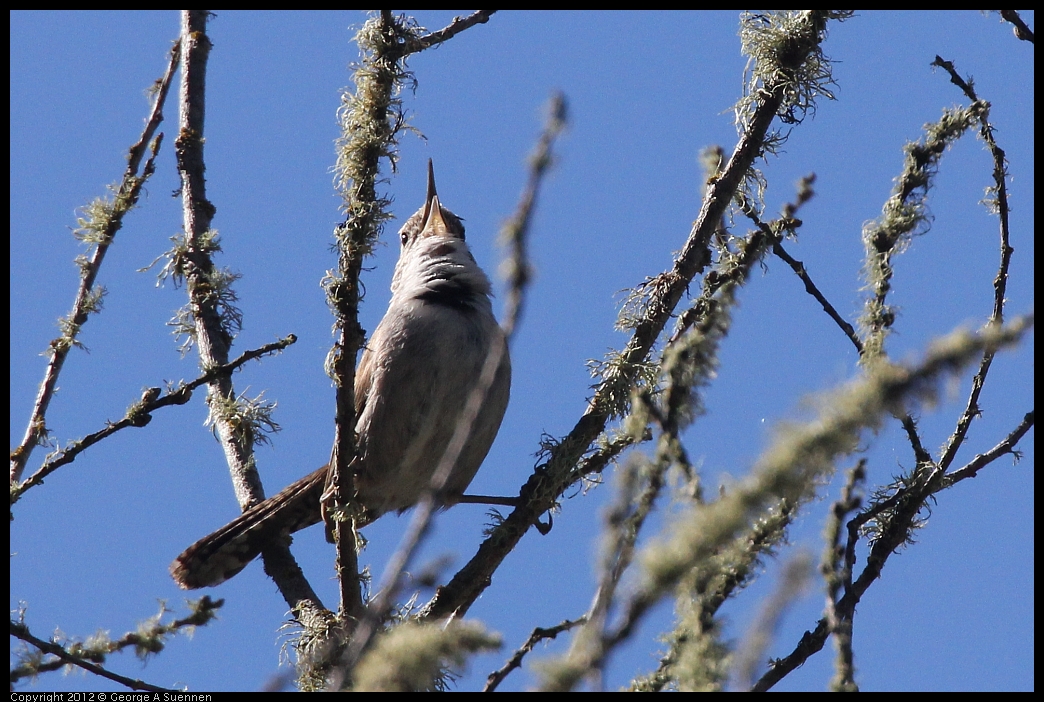 0607-082234-04.jpg - Bewick's Wren